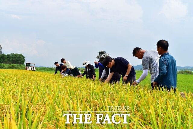 광주 본량동 들녘서 첫 쌀 수확 /전남광주시