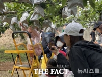  나주시, 배 수확철 맞아 '배따기 체험' 행사 개최