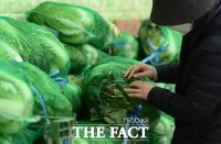  '포름알데히드 배추' 우려에 서울 9500곳 특별점검