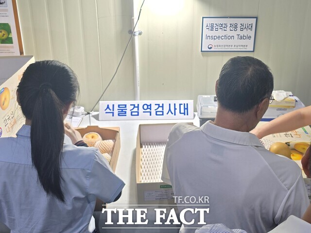 수출용 농수산물 검역. /전남광주시