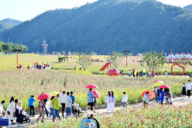 청송군이 오는 9월 1일부터 산소카페 청송정원 백일홍단지를 개장하고 11월까지 무료로 개방한다. /청송군