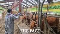  홍천군, 하반기 구제역 예방백신 접종 진행…976농가 3만 127두 접종