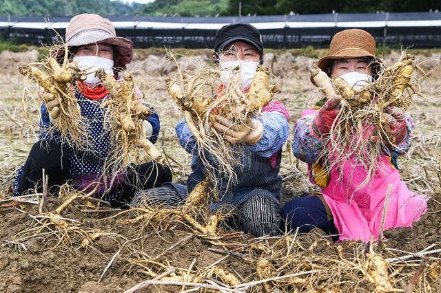 풍기인삼축제를 앞두고 축제장에서 판매할 수삼체굴이 한창이다. /김성권 기자