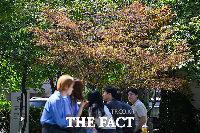 중구 명동 인근 건널목의 가로수가 붉게 물들어 있다.