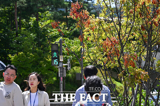 중구 명동 인근 건널목의 가로수가 붉게 물들어 있다.