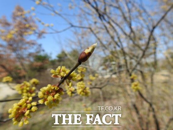 오산시에 위치한 물향수목원 내 생강나무의 모습. /경기도