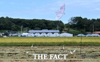  이삭 줍는 백로들 [포토]