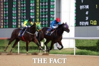  렛츠런파크 부산경남서 2세마 진검승부…11일 강서구청장배