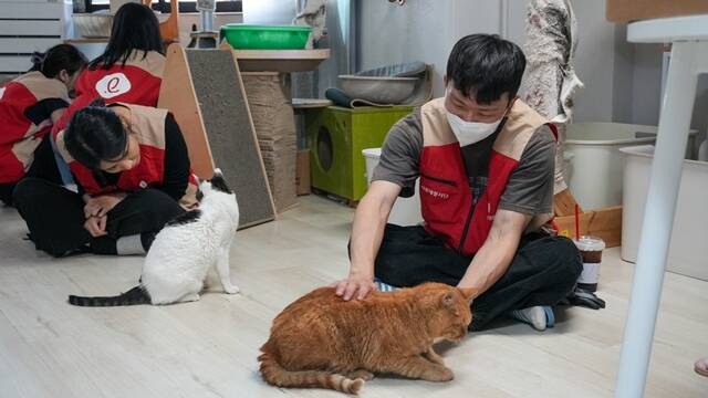 롯데글로벌로지스 임직원이 지난 9일 유기묘 보호소인 '길냥이와 동고동락'에서 봉사활동을 하고 있다. /롯데글로벌로지스