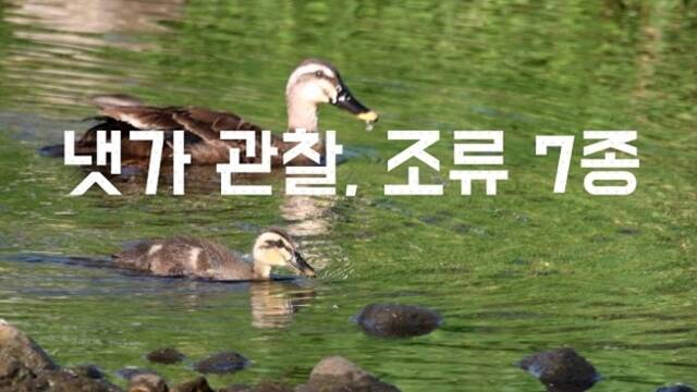담비의 탐조생활은 영상 제목에 새의 종과 특정 행동 및 발견 지역을 압축적으로 명시해 시청자들이 원하는 생태 정보를 직관적으로 찾게 돕는다. /유튜브 채널 담비의 탐조생활 영상 캡처