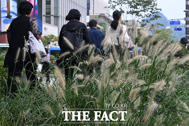 광화문 거리에 핀 수크령 너머로 출근길 시민들이 긴 소매의 옷차림을 하고 있다.