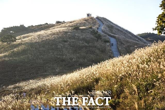 오는 10월 17일부터 25일까지 합천군 황매산군립공원 일원에서 억새축제가 열린다. /합천군