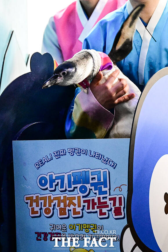 추석 연휴를 맞아 나들이 나온 시민들이 건강검진을 받는 아기펭귄을 관람하고 있다.