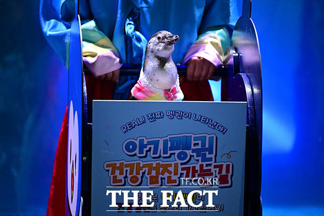 추석 연휴를 맞아 나들이 나온 시민들이 건강검진을 받는 아기펭귄을 관람하고 있다.