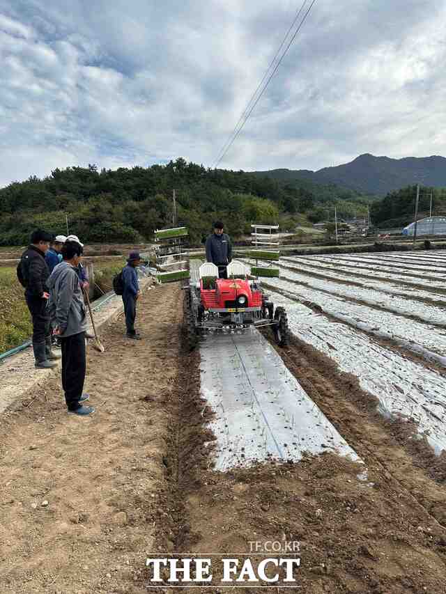 가을철을 맞아 전남광주시의 한 농가에서 내년 봄 수확하는 마늘을 파종하는 모습. /전남광주시
