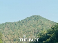  서천군, 소나무재선충병 특별방제구역 지정…연중 방제