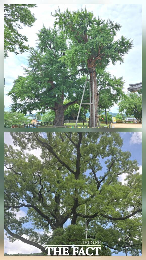 천연기념물 상시관리와 모니터링 사업을 완료한 당진 면천 은행나무(위), 삼월리 회화나무 모습. /당진시
