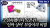  [미스터리경제] 조심하랬더니 오픈런…'인싸 상어' 부캉이의 비밀 (영상)