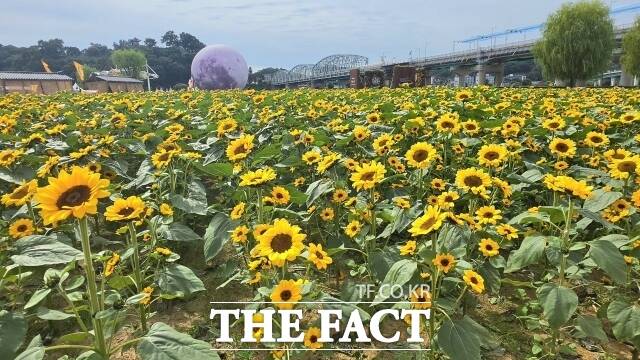 제72회 백제문화제가 공주 신광공원일대에서 열린 가운데 해바라기 꽃이 만개해 관광객들을 맞이하고 있다. /김형중 기자