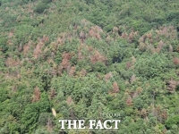 경기도 소나무재선충병 '비상'…감염목 1년 새 67.8% 급증