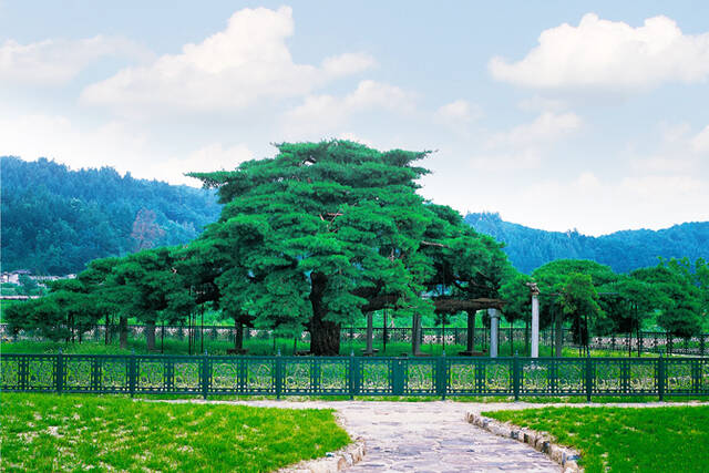 국내 최초 재산을 보유한 부자 나무 예천의 석송령(石松靈) /예천군