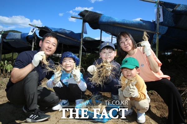 제44회 금산세계인삼축제 연계 행사인 인삼캐기체험행사에 참여한 한 일가족이 인삼을 캐고 즐거워하는 모습. /금산군