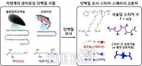  분자 결합 부위 많을수록 쉽게 뭉친다…UNIST, 단백질 모방 소재로 규명
