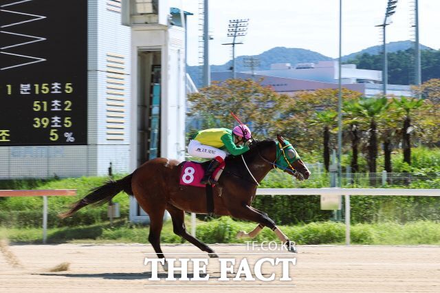 2일 홍환웅 기수가 렛츠런파크 부경 제3경주 데뷔전에서 '오아시스송'과 결승선을 통과하고 있다. /렛츠런파크 부산경남