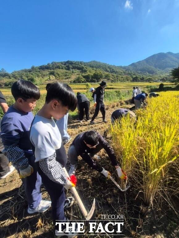전남광주 순천시 낙안초 아이들이 직접 벼를 심고, 수확하는 체험을 통해 먹거리의 소중함을 직접 느꼈다. /순천시