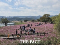  무안군 몽탄 코스모스축제 성료…영산강변 가을밤 수놓은 불꽃쇼