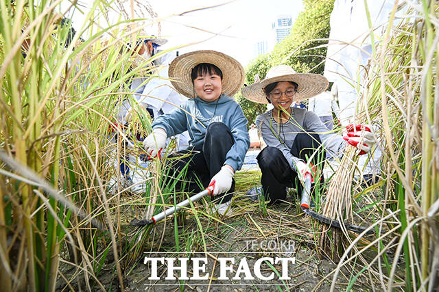 15일 오전 서울 강남구 양재천 벼농사 학습장에서 열린 가을맞이 벼 베기 체험 행사에서 '꼬마 농부' 참여 어린이가 체험 활동을 하고 있다. /남윤호 기자