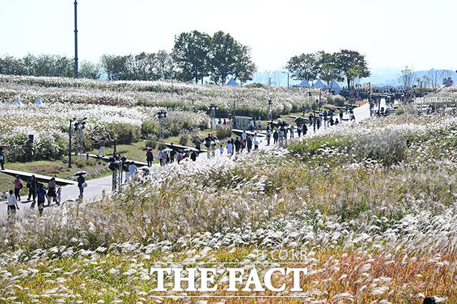 '제25회 서울억새축제'가 17일 오후 서울 마포구 하늘공원에서 열린 가운데 시민들이 억새밭 사이를 거닐고 있다. /박헌우 기자