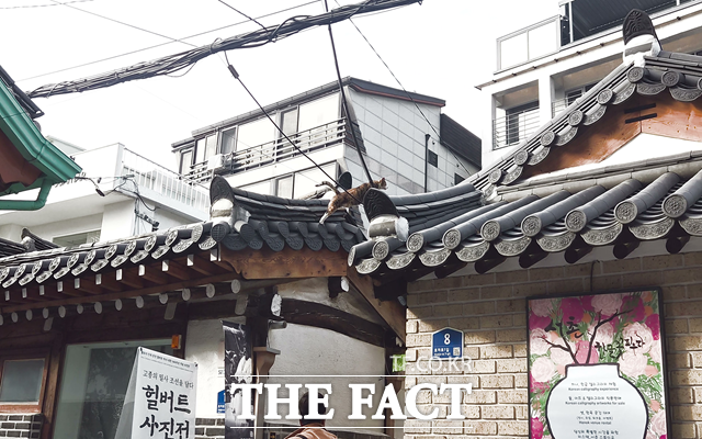 20일 낮 경복궁 인근의 한옥 사이를 고양이가 뛰어서 이동하고 있다. 기와를 넘어 다니는 고양이와 골목 사이로 카페, 옷가게 등의 상점을 구경하는 연인, 관광객들이 어우러지는 종로 특유의 풍경이다. /서울=오승혁 기자