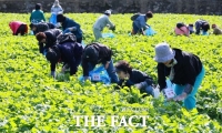  삼척시 '하장 영새갓' 체험에 수도권 방문객 발길…농가 판로 확대 기대