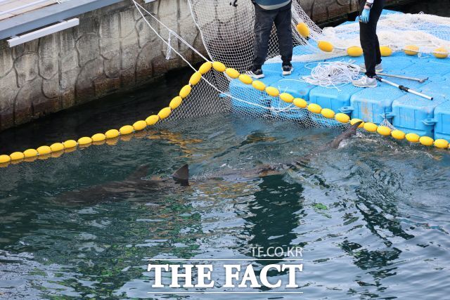 "보고 싶어서 어쩌나"…부캉이 떠나보내며 눈물짓는 부산 주민들