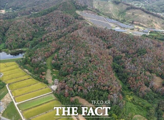 소나무재선충병 피해를 입은 경남 창녕군 고암면 전경. /경남도