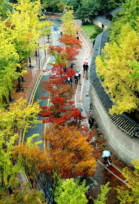 서울시는 시민들이 가까운 곳에서 가을 정취를 즐길 수 있도록 총연장 167㎞에 달하는 '서울 단풍길 110선'을 선정했다고 30일 밝혔다. 사진은 서울 중구 덕수궁길 모습. /서울시