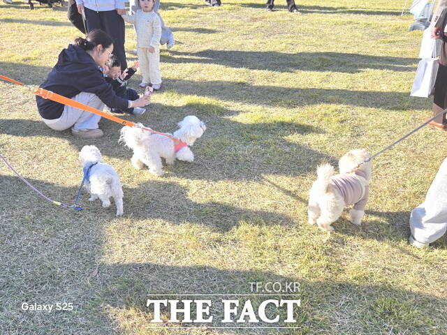 2026 K-DOG FESTIVAL을 찾은 시민과 반려동물들이 드넓은 잔디광장에서 가을 축제를 만끽하고 있다. /정효기 기자