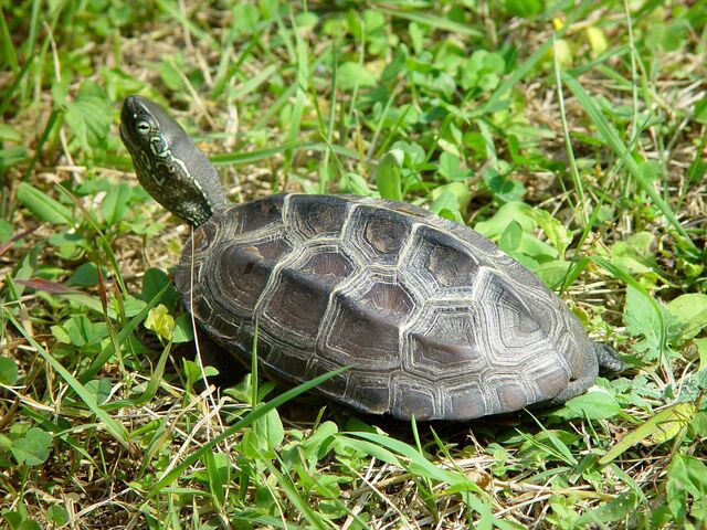 환경부는 6월 ‘멸종위기 야생생물로’ 우리나라 민물 거북이인 남생이를 선정했다고 4일 밝혔다. / 국립생물자원관