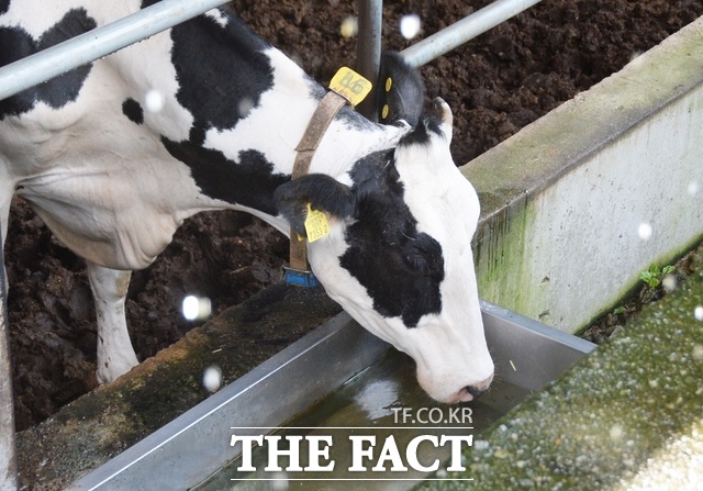 폭염이 지속되며 젖소 원유 생산량이 줄어들고 있다. /뉴시스
