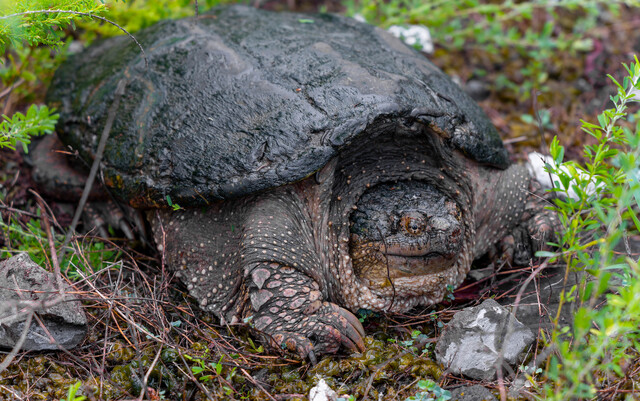 국립생물자원관은 늑대거북 등 거북류 13종 판별이 가능한 인공지능(AI) 기반의 맞춤형 종 분류 기술(하이퍼파리미터 및 인스턴스 분할) 개발에 성공했다고 21일 밝혔다. / 환경부