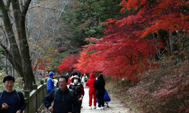 국립공원공단은 28일 자연과 역사·문화를 경험할 수 있는 가을철 걷기 좋은 국립공원 7곳을 선정했다. 사진은 오대산 국립공원 숲길. / 뉴시스