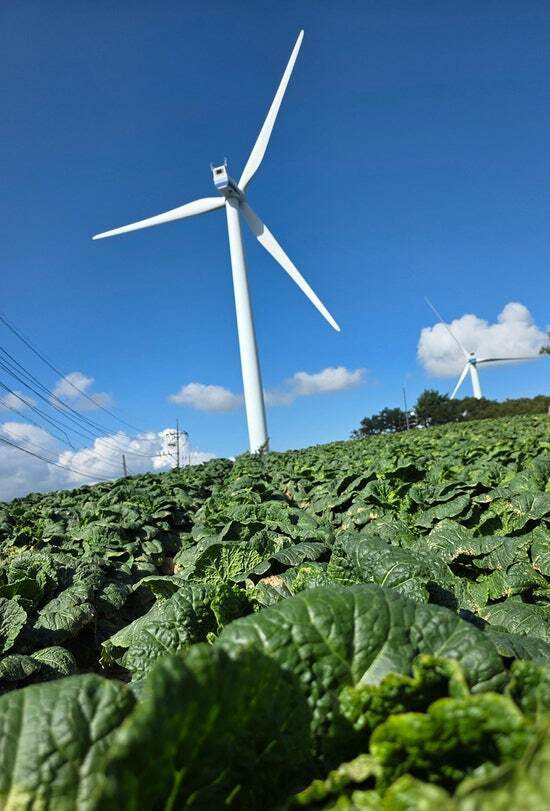강원 태백시 삼수동 해발 1303m 매봉산 바람의 언덕 고랭지 재배단지 주변. / 뉴시스