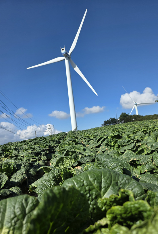 기후에너지환경부는 3일 전력기반센터에서 육상풍력 범정부 보급 가속 전담반(TF) 첫 회의를 개최했다. 사진은 지난 9월 11일 강원 태백시 바람의 언덕 주변. / 뉴시스