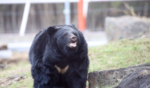 기후에너지환경부는 ‘야생생물 보호 및 관리에 관한 법률’에 따른 농가의 곰 사육 및 웅담 채취 금지가 내년 1월 1일부터 시행됨에 따라 사육곰 보호 대책을 추진한다고 30일 밝혔다. 사진은 지난해 1월 5일 제주 서귀포시 성산읍 수산리 제주자연생태공원에 입주한 반달가슴곰. / 뉴시스