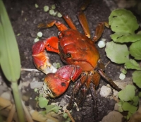  기후부, 1월 멸종위기 야생생물로 붉은발말똥게 선정