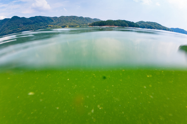 기후에너지환경부는 2026년 물관리정책실 주요업무 추진계획을 발표하고 수질 개선, 홍수 대응, 물 공급 체계 혁신, 탄소중립형 물 관리 전환을 4대 축으로 정책을 추진하겠다고 20일 밝혔다. 사진은 지난해 8월 2일 대청호. / 기후부