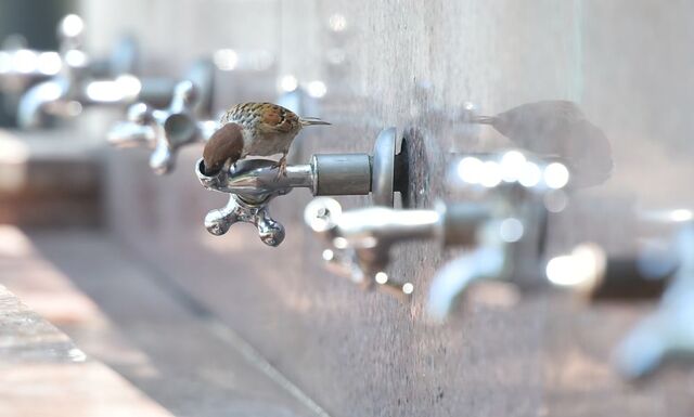 기후에너지환경부는 우리나라 상수도 현황을 종합한 ‘2024년 상수도통계’를 오는 22일 기후부 누리집과 국가상수도정보시스템을 통해 공개한다. 사진은 대구 중구 달성공원. / 뉴시스