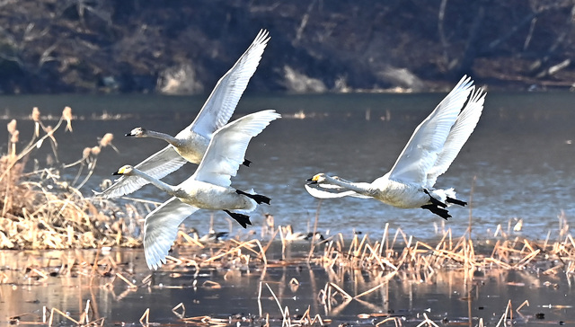 기후에너지환경부는 한반도 생물 다양성 회복 및 가치 증진을 위한 올해 자연보전 분야 주요 업무계획을 22일 공개했다. 사진은 지난해 12월 8일 경기 광주시 경안천습지생태공원. / 뉴시스