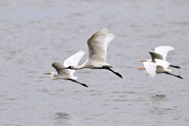 한국가스공사는 국립공원공단, 국립낙동강생물자원관, 한국수목원정원관리원과 ‘생물다양성 보전사업을 위한 업무협약’을 5일 체결했다. 사진은 지난해 9월 15일 경남 사천시 사천만에서 먹이활동을 하고 있는 저어새. / 뉴시스
